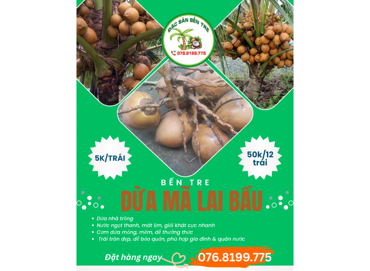 Dừa Mã Lai Bầu Bến Tre