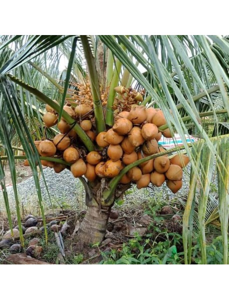 Dừa Mã Lai Bầu Bến Tre